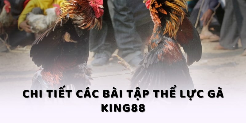 Chi tiết các bài tập thể lực gà KING88