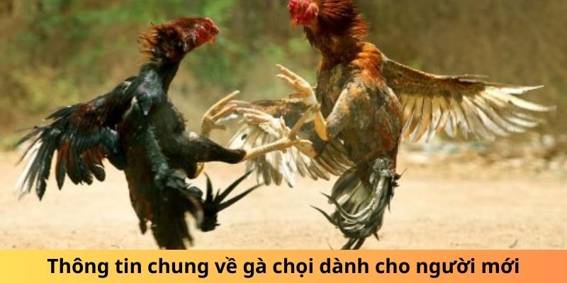 Thông tin chung về gà chọi dành cho người mới