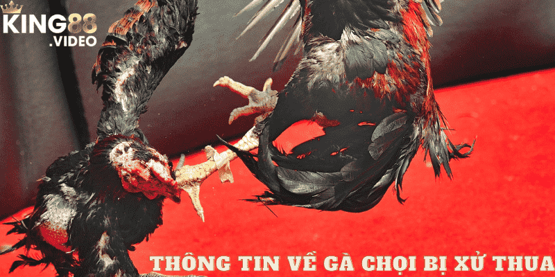 thông tin về gà chọi bị xử thua