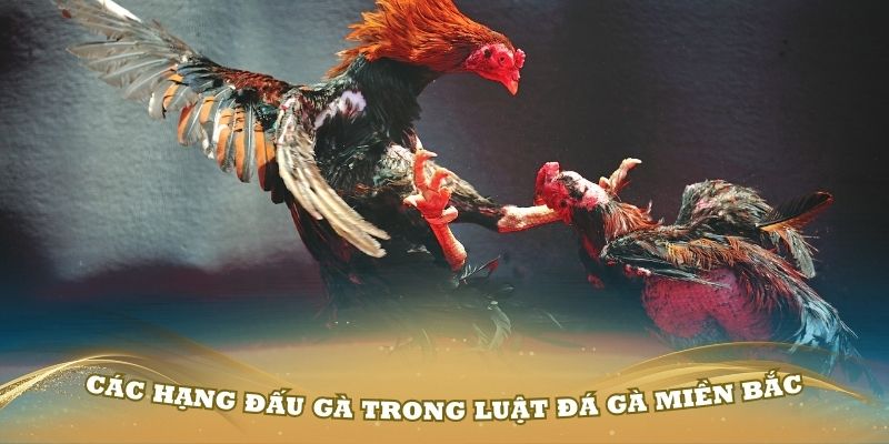 Phân loại các hạng đấu gà trong luật đá gà miền Bắc