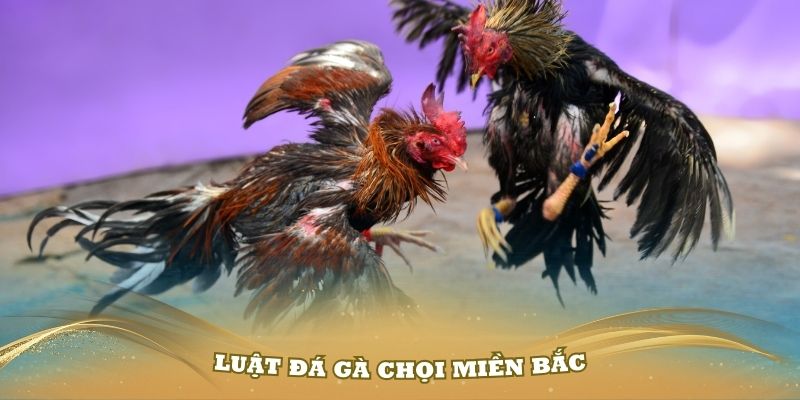 Luật Đá Gà Miền Bắc - Hướng Dẫn Chi Tiết Từ A đến Z